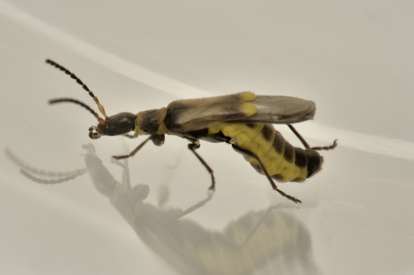 Cantharidae: Malthodes sp.? S, femmina